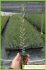 phillyrea angustifolia phillyrea angustifolia