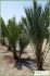 Phoenix dactylifera Phoenix dactylifera