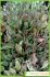 Plantago major Plantago major