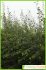 populus alba populus alba
