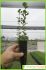 Quercus coccifera Quercus coccifera
