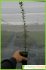 Quercus suber Quercus suber