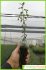 Rhamnus alaternus Rhamnus alaternus