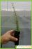 Rhamnus lycioides Rhamnus lycioides