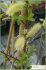 Salix atrocinerea Salix atrocinerea