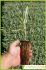 Salvia officinalis Salvia officinalis