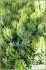 Sedum sediforme Sedum sediforme