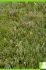 Thymus hyemalis Thymus hyemalis
