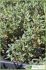 Thymus mastichina Thymus mastichina