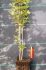 vitex agnus cactus vitex agnus cactus