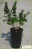 Withania frutescens Withania frutescens